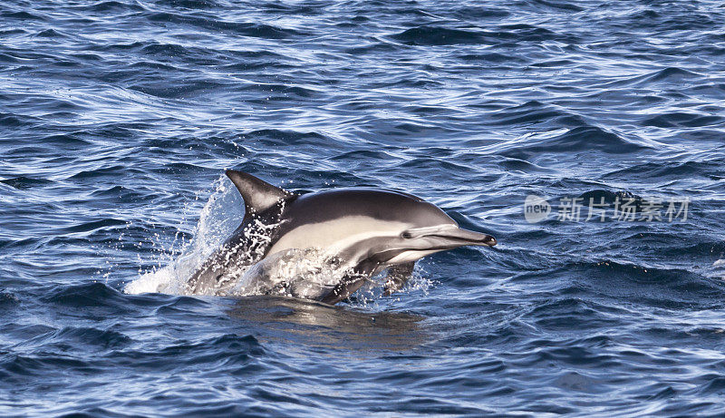 Long-beaked Common Dolphin (Delphinus capensis) jumping